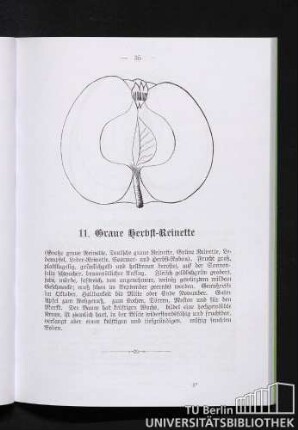 11. Graue Herbst-Reinette