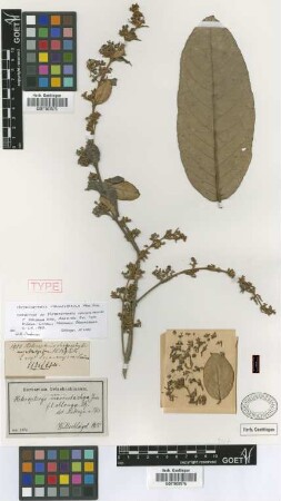 Heteropterys macrostachya A.Juss. f. oblonga Nied.