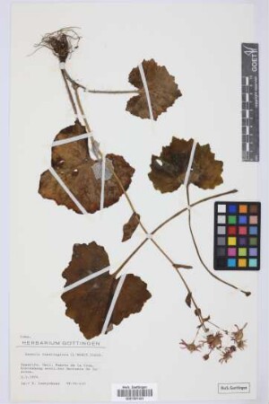 Senecio tussilaginis (L'Hér.) Lindl.