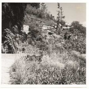 Bundesgartenschau 1955, Kassel: Blumenbeet am Hang mit Gräsern und Besuchergruppe [mit Mattern?]