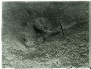 Elephas antiquus, Grube Sigrist