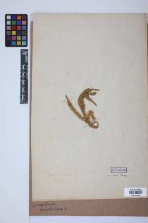 Lycopodium annotinum annotinum L.