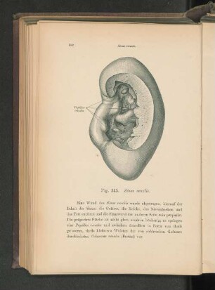 Fig. 345. Sinus renalis.