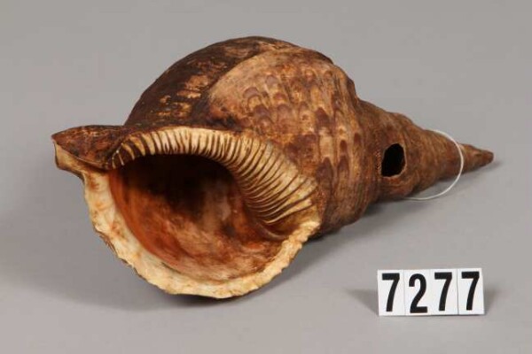 Snail horn