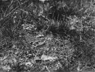Rötelmaus : Rötelmaus (Myodes glareolus Schreber).