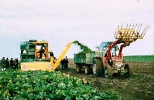 Fotografie: Erntetechnik, Zuckerrübe, Zuckerrübenköpfrodebunker selbstfahrend, Blattbergung, Parallelverfahren, Zweiachsanhänger
