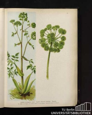 Angelica Archangelica Linné. Angelica officinalis Hoffmann. Angelika.
