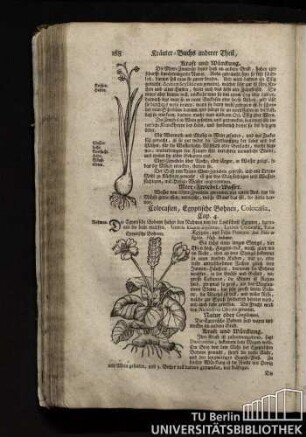 Cap. 4. Colocasien, Aegyptische Bonen, Colocasia.