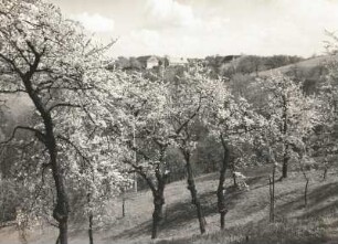 Elbtalhöhen bei Cossebaude zur Baumblüte