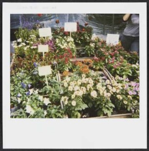 Blumenverkauf in Bern