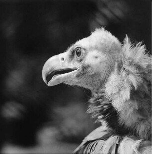 Zootiere. Geier