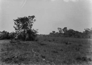 Landschaft : Landschaft und Vegetation in Brasilien.