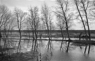 Anstieg des Hochwassers in Rheinvorland auf 6,60 Meter.