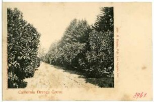 California Orange Grove