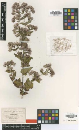 Barroetea subuligera A.Gray var. latisquama Greenm.[type]