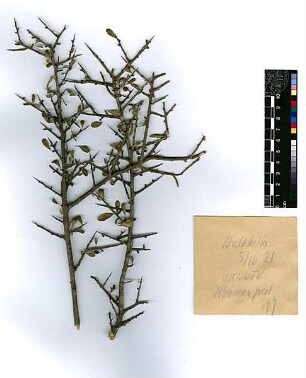 Rhamnaceae Boissier, Edmond (1810 - 1885) [Waldheim, Aman, Rabbat Ammon]
