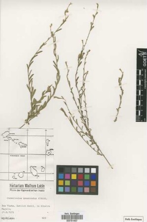 Convolvulus prostratus Forssk.