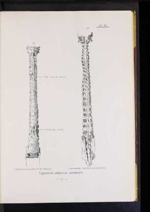 Ligamenta columnae vertebralis.