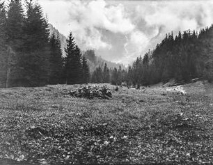 Am Wald : Blick auf einen bewaldeten Berghang