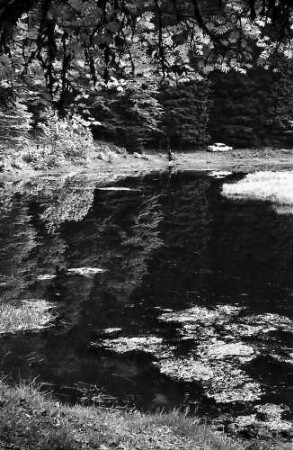Moorwasser am nonnenmattweiher bei Neuenweg