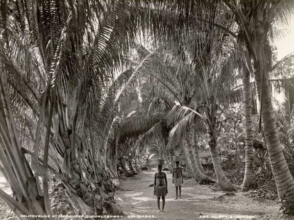 "Palm tree avenue in Maravovo."