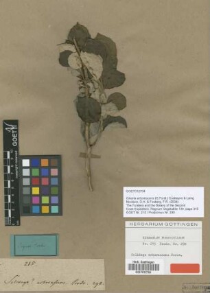 Solidago arborescens G.Forst. [type]