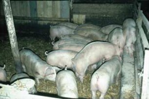 Fotografie: Stallsystem, Tieflaufstall, Fressbereich, Mastschwein