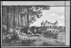 Moritzburg. Jagdschloss mit Wildschweinen