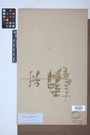 Asplenium myriophyllum