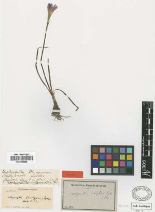 Zephyranthes wrightii Baker [isotype]