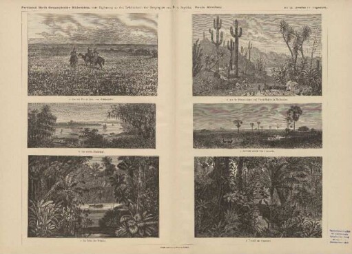 Amerika IV (Vegetation)