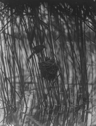 Drosselrohrsänger : Drosselrohrsänger (Acrocephalus arundinaceus) am Nest.