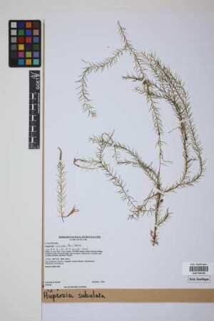 Phlegmariurus subulatus (Desv. ex Poir.) B. &Oslash;llg.