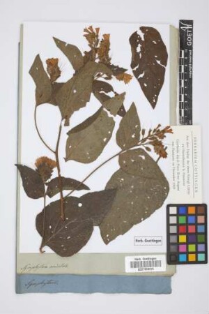 Symphytum orientale