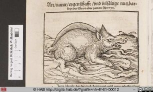 [Schwein]