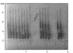 Kleiber | Sitta europaea - Gesang