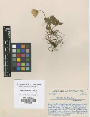 Anemone hortensis L.