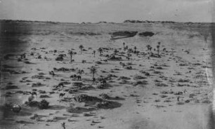 Kamele in der Sahara : Kamele und verschiedene Pflanzungen in einer Oase der südalgerischen Sahara