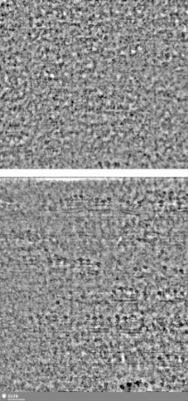 Lilienschild + IESV / LW = S.11/12+13/14