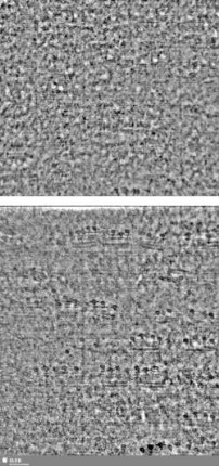 Lilienschild + IESV / LW = S.11/12+13/14