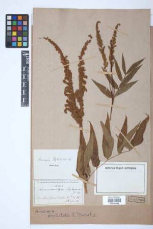 Anemia phyllitidis (L.) Sw.