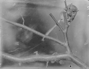 Haselmaus : Haselmaus (Muscardinus avellanarius Linnaeus) beim Klettern.