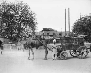 Bombay, Indien: Einheimischer vor Postwagen mit Kamel