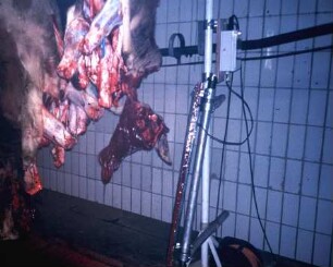 Fotografie: Tieridentifikation, Implantat, Precision Livestock Farming