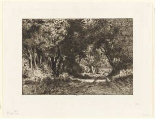 Dessous de bois à Noisy