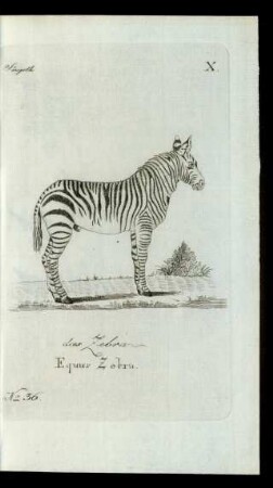 No 36. das Zebra. Equus Zebra.
