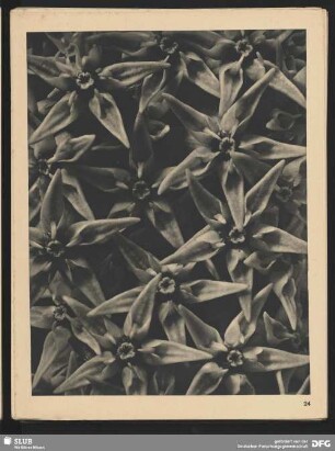 Asceplias speciosa - Seidenpflanze - Teil einer Blütendolde (8mal vergrößert)