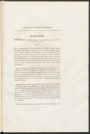 Rossanne. Persica Accensa ...