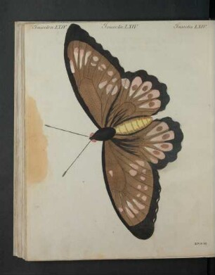 Tafel: Insecten LXIV. [...]