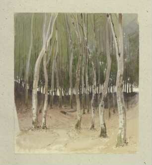 Birkenwald